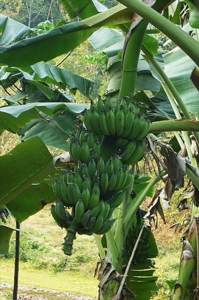 Бананы - зеленые